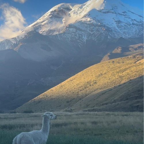 llama